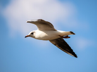 flying Sea gull in the sky