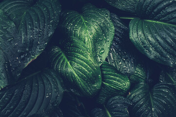 Summer leaves. Rain drops on lush green. Huge green foliage. - 426002427