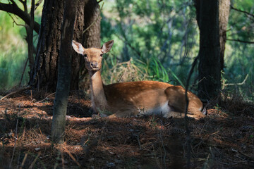 Portrait of a deer resting into the woods