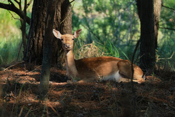Portrait of a deer resting into the woods