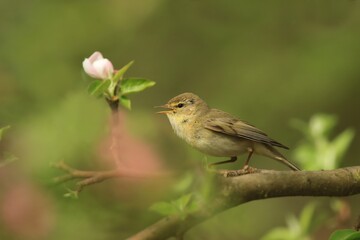 willow warbler sitting on the blooming branch. Phylloscopus trochilus. Wildlife scene fron nature. Song bird in the spring