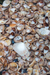 seashells on the beach