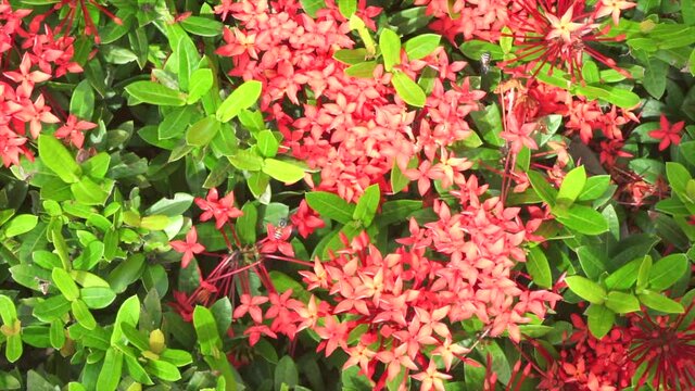 Bees are flying and eating pollen from ixora on a nature background.