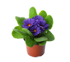 Beautiful primula (primrose) plant with purple flowers isolated on white. Spring blossom