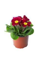 Beautiful primula (primrose) plant with red flowers isolated on white. Spring blossom