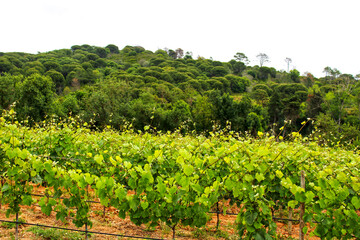 Fototapeta na wymiar Vineyards between Arrabida mountains