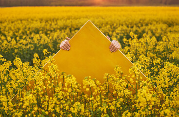 Hands holds yellow oil canvas at the field of yellow rapeseed