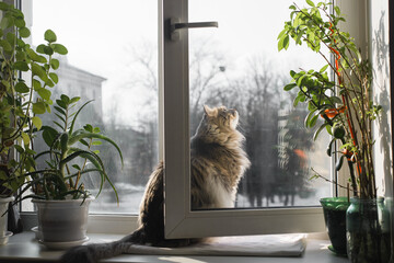 Fluffy gray cat sitting on windowsill and looking out of an open window, indoors. Domestic cat of...