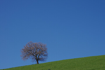 Obraz premium Lonely tree on the green meadow silhouetted against the blue sky Molise, Italy