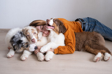 Woman hug three beatiful Small merle Australian shepherd puppy dog 