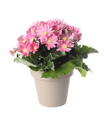 Naklejka na ściany i meble Beautiful pink cineraria plant in flower pot isolated on white