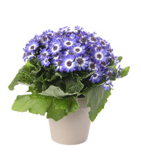 Beautiful purple cineraria plant in flower pot isolated on white