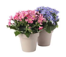 Naklejka na ściany i meble Different cineraria plants in flower pots on white background
