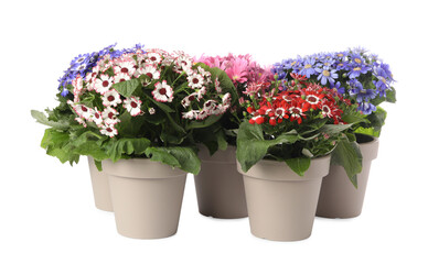 Different cineraria plants in flower pots on white background