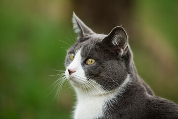 Domestic cat in nature background