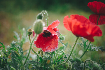 Blooming poppy. Plants after the rain. Drops on the flowers. - 426004468