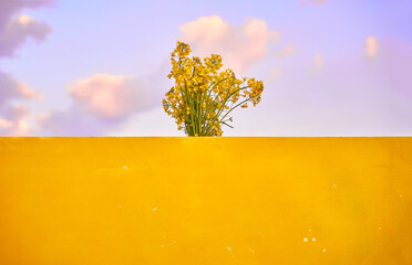 Yellow flowers on blue sky