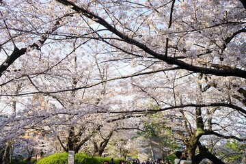 Tokyo, Japan - March 2021: Beautiful cherry blossom, sakura, on blur background at Chidori-ga-fuchi park during spring, closeup - 桜 千鳥ヶ淵 緑道の桜  東京 日本