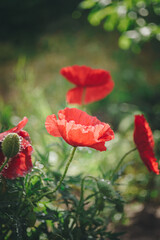 Blooming poppy. Plants after the rain. Drops on the flowers. - 426004855