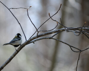 シジュウカラの後ろ姿（Back view of Japanese tit）