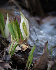 札幌市平岡公園の水芭蕉（Skunk cabbage in Hiraoka Park, Sapporo）