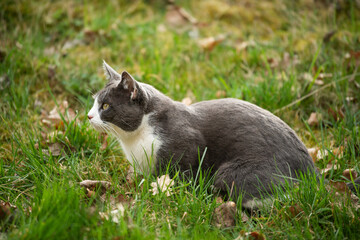 Domestic cat in nature background
