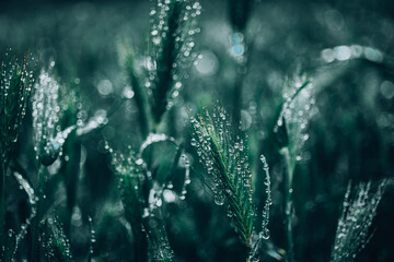 Dark green grass after rain. A lot of drops on the leaves. The freshness of the morning. Bokeh Background.