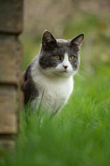 Domestic cat in nature background