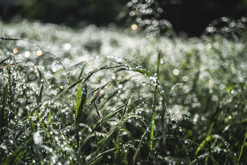 Grass in drops after rain. Plants at dawn. Incredible bokeh background. - 426005821