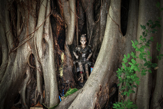 Kuman Thong is in a big tree.Kuman Thong is a Spiritual beliefs of Thailand. From the dead baby to the chanting ceremony. The spell cast love gold to the whole. Kuman Thong is the spirit of the boy. 