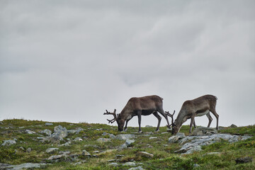 Naklejka na ściany i meble A group of reindeer in the mountains