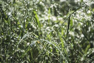 Grass in drops after rain. Plants at dawn. Incredible bokeh background. - 426006031