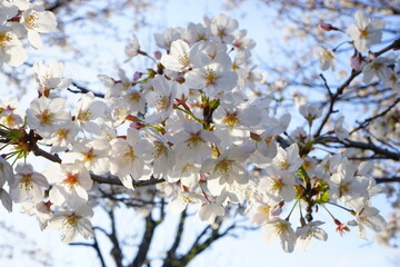 Tokyo, Japan - March 2021: Beautiful cherry blossom, sakura, on blur background at Chidori-ga-fuchi park during spring, closeup - 桜 千鳥ヶ淵 緑道の桜 東京 日本