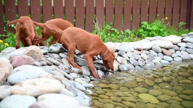 Setter puppies on the rocks try the water.