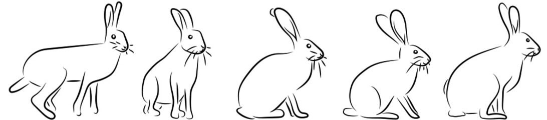 Hasen Rabbits Konturen Vektor Grafik Lineart