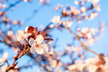 Springtime and Easter concept: Close up on randomly focused tree branches with white and pink blossom flowers. Seasonal sakura flower. Blue sky and natural background with large copy space. No people