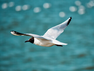 flying seagull over the water