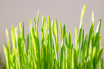 Springtime and growth concept: Close up on lush green grass, used as cat food. Easter decoration. Growth in economy. Day light. Natural background with large copy space