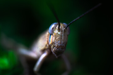 Grasshopper close up front on 