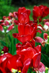 old red tulip in the garden