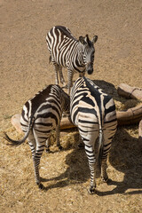 Fototapeta na wymiar drei Zebras