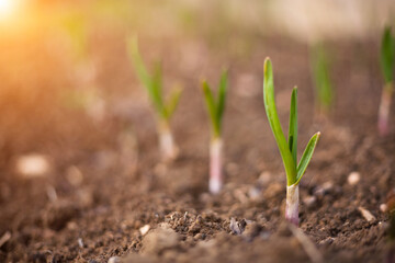 Close-up of growing green onions in a vegetable garden. Green onion leaves. 