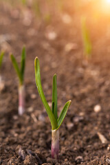 Close-up of a bulb sprouting in a vegetable garden. Spring symbol. 
