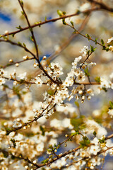Spring flowering. Beautiful flowering trees. Sunny. blue sky, tree branch with flowers