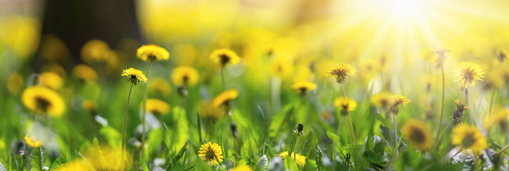 Fototapeta na wymiar Beautiful yellow dandelions on the spring park.