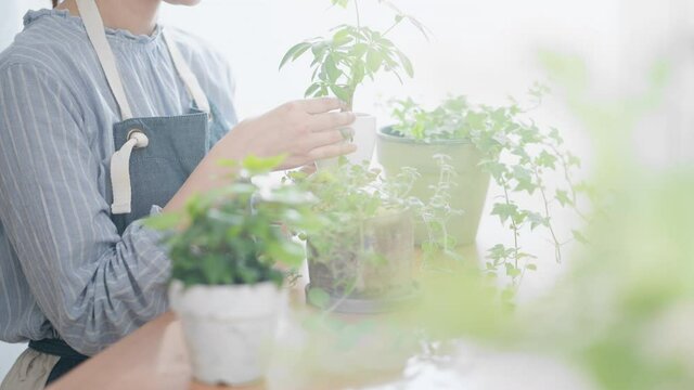 室内で観葉植物の手入れをしている女性