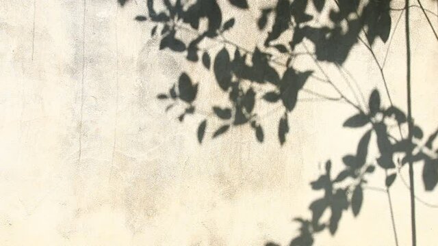 Leaves  shadow on the wall  , outdoor  Chiangmai  Thailand