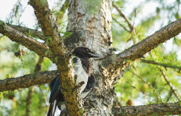 forty sits on a tree and looks