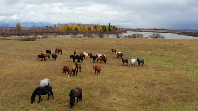 Eastern Sayans in autumn. Tunka valley before the rain. Herd of horses on the bank of the Irkut River.