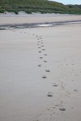 footprints on the beach